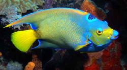 Queen Angel 
Taken in Bonaire, the 1st time ever using m... by Jeni Tyrell 